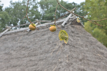 日本民家集落博物館の柿