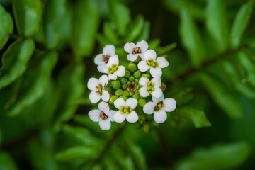 macro photograph of small white flowers on a green background