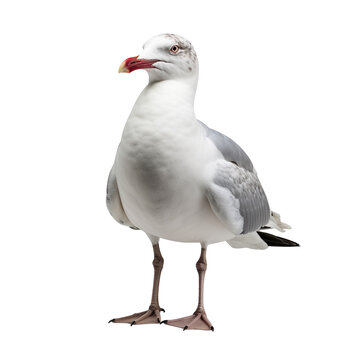 recommend clip art: Seagull clip art