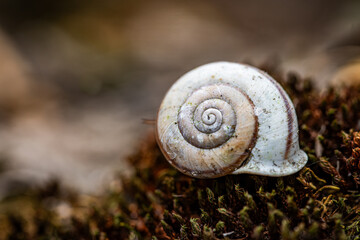 macro photography of small snail shell