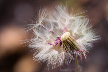 macro photography of wild dandelion flower