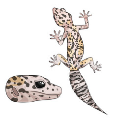 Vector illustration of an eublepharis leopard gecko Mack snow