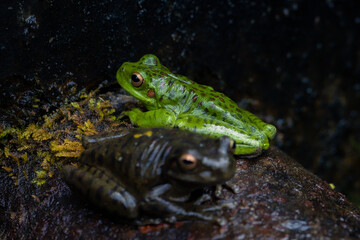 macro photograph of a small green frog after the rain