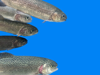 Fototapeta premium Background texture: Trout in an aquarium. Fishes in one row, on a blue background. Salmon close up, isolated