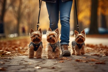 close walk with terrier dogs in the autumn park.dog walking service