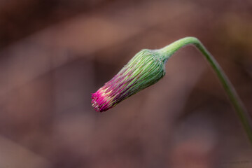 macro photography of purple wild flower