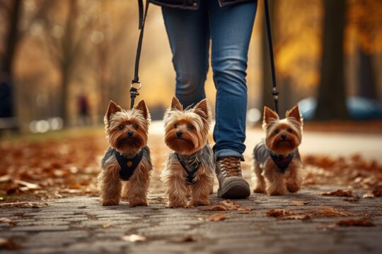 close walk with terrier dogs in the autumn park.dog walking service