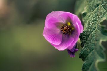 macro photography of purple wild flower