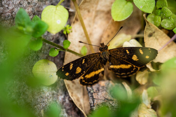 macro photograph of small brown and yellow butterfly