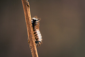 macro photograph of a small brown and yellow hairy caterpillar