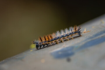 macro photograph of a small brown and yellow hairy caterpillar