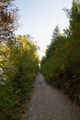 road in autumn forest. Path in the autumn forest with yellowed leaves in the foreground. Fall colours on a pathway in the woods