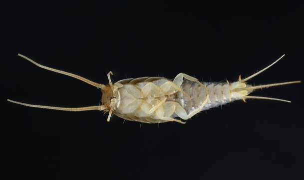 Silverfish (Lepisma saccharina), adult. Isolated on a black background. Visible underside of the body.