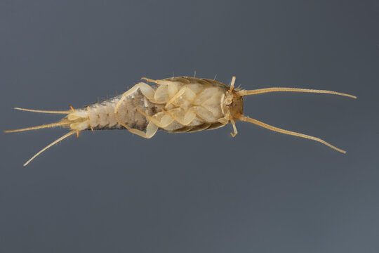 Silverfish (Lepisma saccharina), adult. Isolated on a gray background. Visible underside of the body.