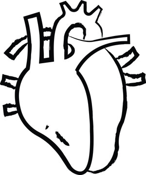 Human heart hand drawn vector illustration