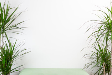 Empty bed with palm trees on either side against a white wall. Place for text.