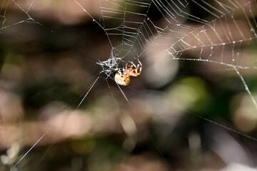 Damaged Spider Web with an Orbweaver Spider