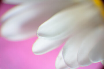 Fototapeta premium White Daisy Petals Pink Background