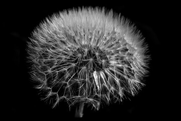 dandelion seeds on black
