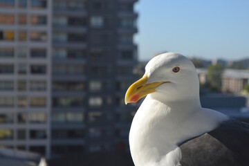 seagull in the city taking some sun