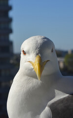 seagull in the city