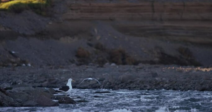 seagull sitting on the shore of a river