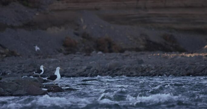 sea gulls hunting for fish on the side of a river