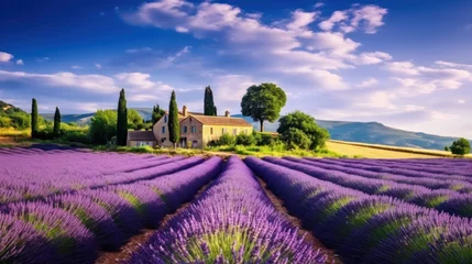 Fotobehang tranquil scene with beautiful lavender field at morning © olegganko