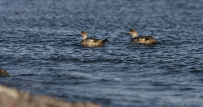 close up of ducks swimming in a lake with no people around