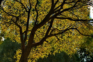 Russia. Moscow Pokrovskoe-Streshnevo Park. View of the translucent crowns of relict willows, similar to lace tulle, on the overgrown shores of park ponds.
