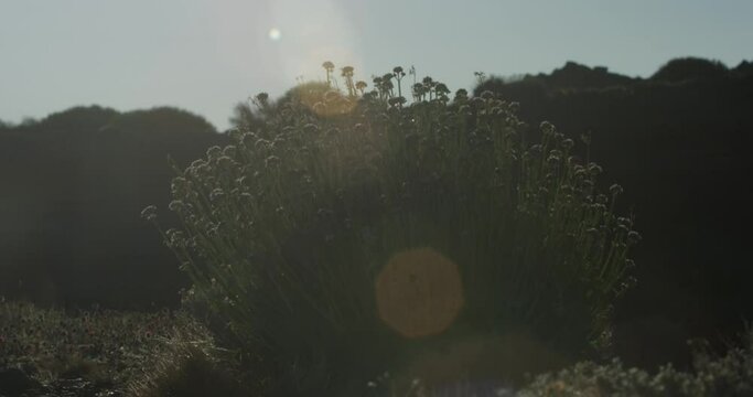 golden sunset with plants in foreground