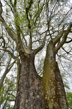 Plane Tree in the nature park