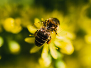 bee on yellow flower