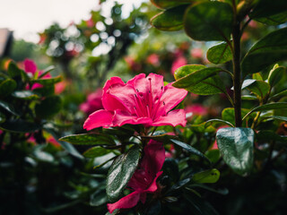 Azalea flower