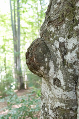 Obraz premium growth on a beech tree