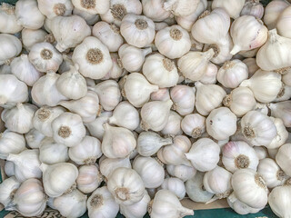 Fresh organic garlic bulbs