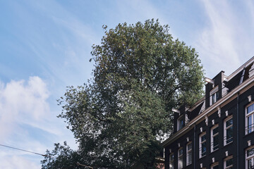 An urban tree of Amsterdam.