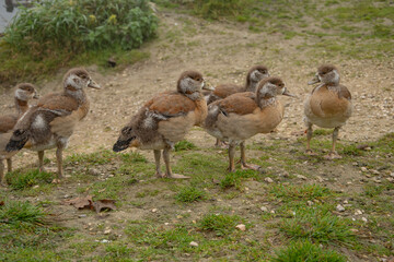 Nile geese on a lake with goslings