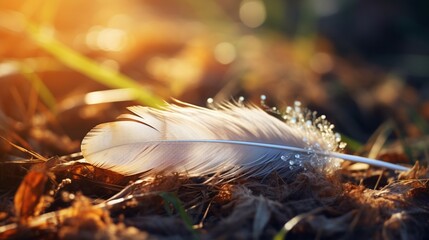 A feather stuck in the grass.