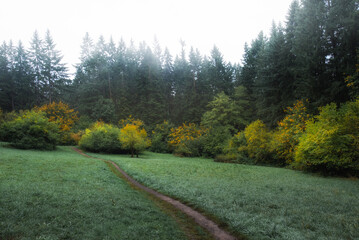Fototapeta na wymiar trail path through meadow leading to foggy autumn forest
