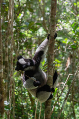 Cute Indri, the biggest lemur is eating leafs. Endangered and very rare endemic animal in natural forest habitat, Madagascar