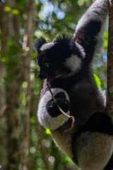 Cute Indri, the biggest lemur is eating leafs. Endangered and very rare endemic animal in natural forest habitat, Madagascar