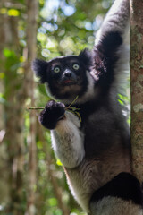 Cute Indri, the biggest lemur is eating leafs. Endangered and very rare endemic animal in natural forest habitat, Madagascar