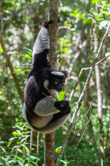 Cute Indri, the biggest lemur is eating leafs. Endangered and very rare endemic animal in natural forest habitat, Madagascar