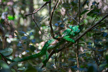 Parson's chameleon on the branch in Madagascar national park. Calumma parsonii is slowly walking in the forest. Animals who can change the color of the skin.