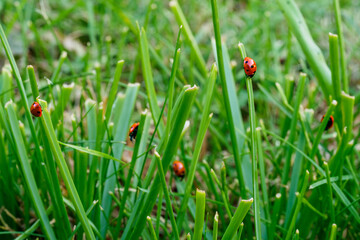 lady bugs in grass