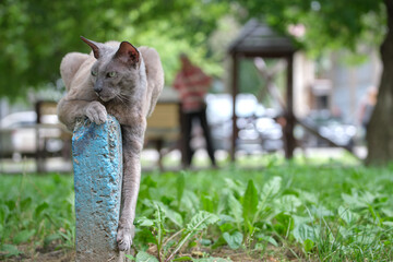 Big gray angry looking Sphinx breed stray cat resting on steet outdoors in summer