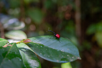 The giraffe weevil (Trachelophorus giraffa) in Andasibe, Madagascar