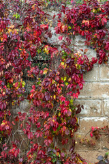 red and yellow flowers