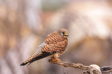 Female Lesser Kestrel perched on a perch.
